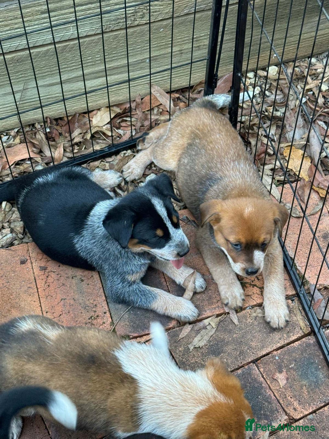 Australian Cattle Dog dogs for sale: Sweet And Loveable Litters Australian Cattle Dogs - Advert 4