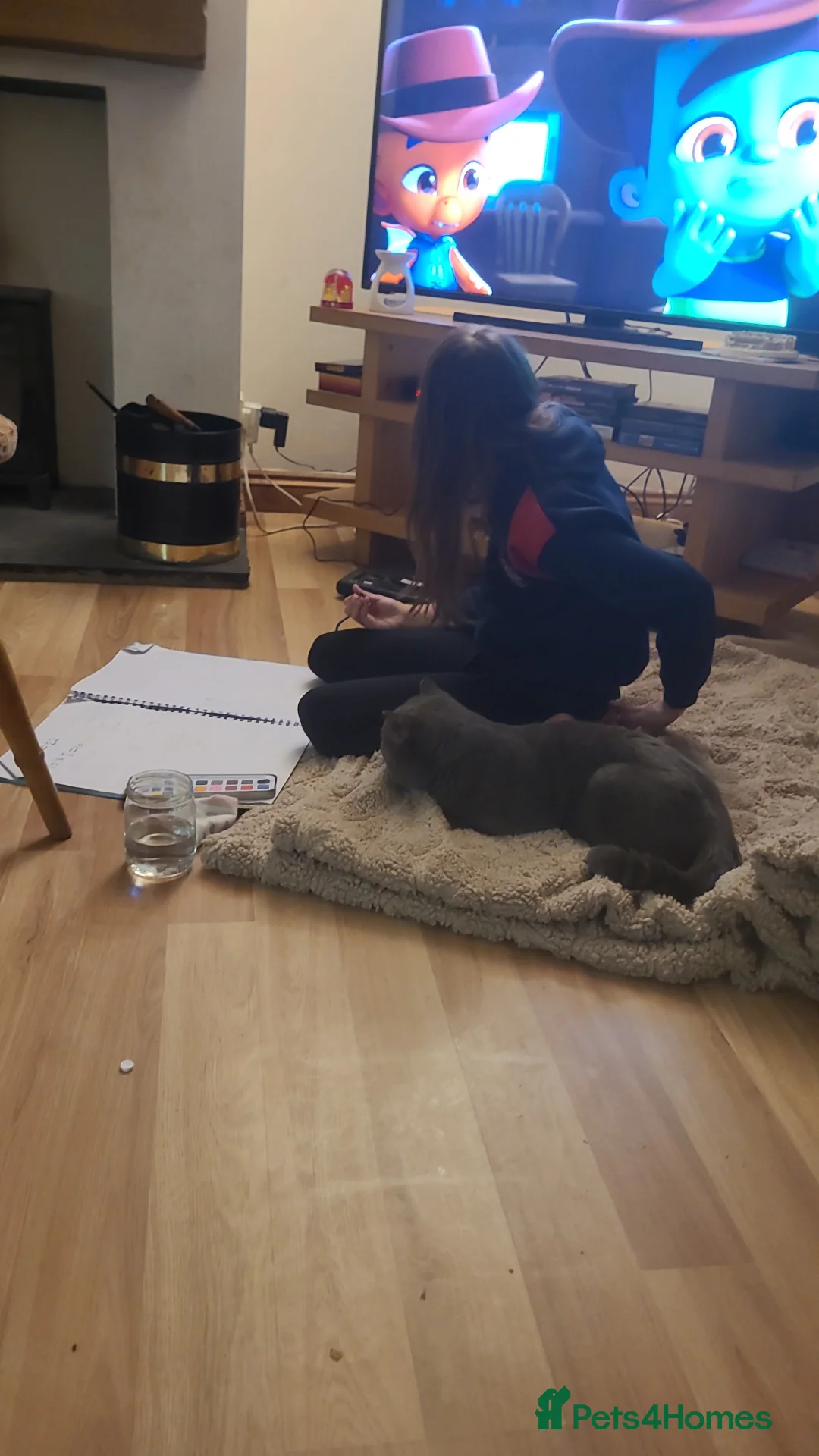 British Shorthair cats for sale: British Blue Male GCCF & TICA REGISTERED  - Advert 6