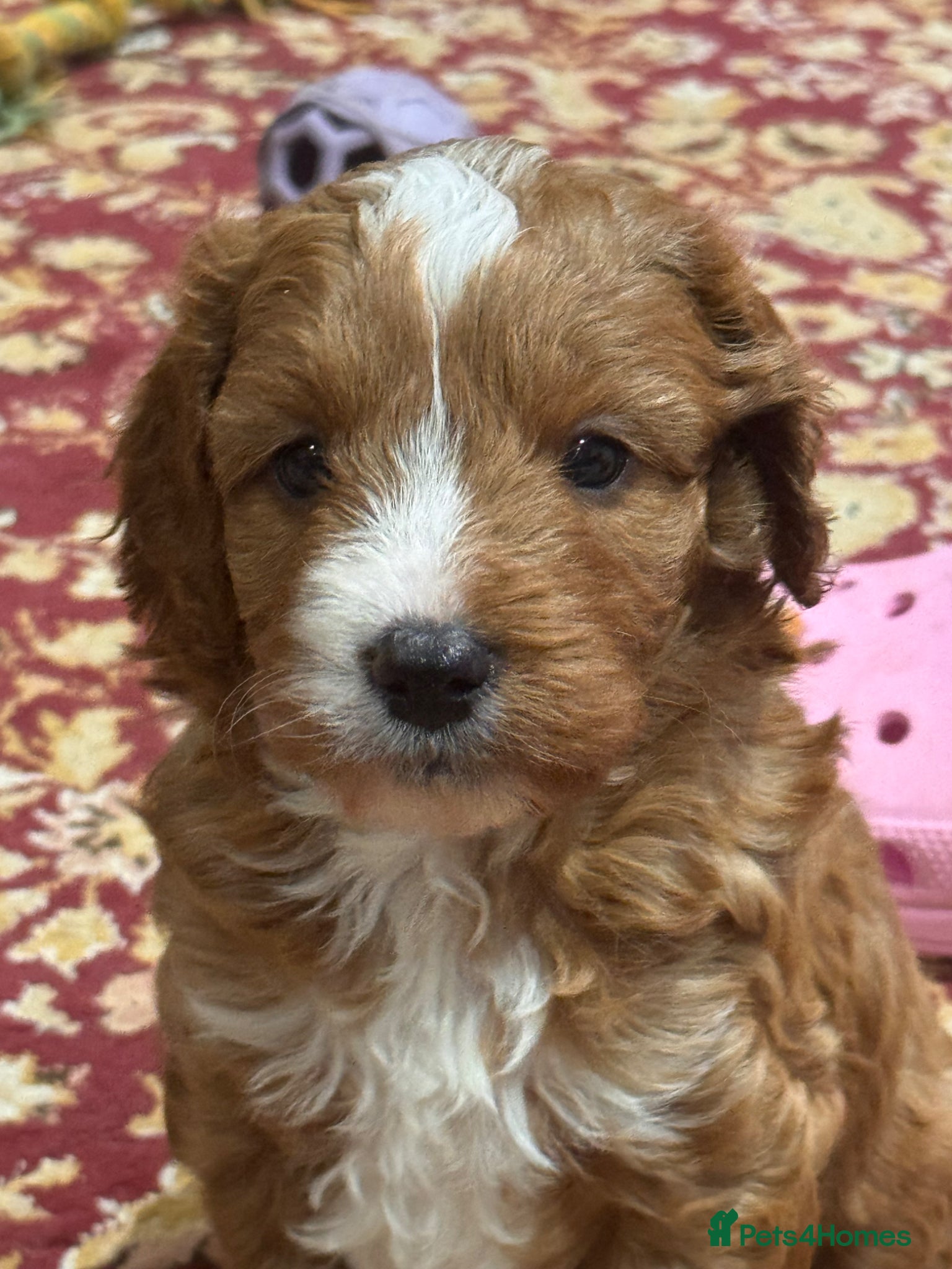 Cavapoo dogs Exceptional Pups Raised by a Professional Trainer. - Advert 1