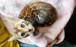 Bengal cats for sale: 🔥The Cutest Bengals in the UK? Come See 😺 🐾 - Image 23