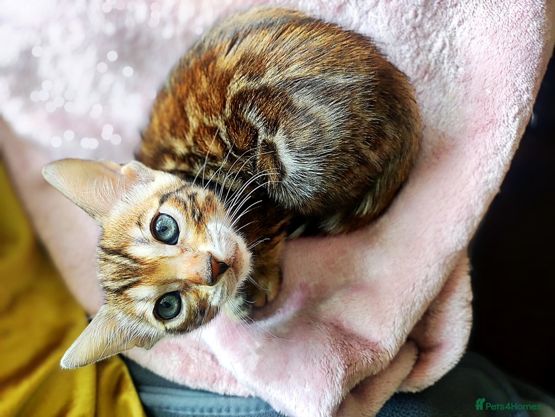 Bengal cats for sale: 🔥The Cutest Bengals in the UK? Come See 😺 🐾 - Image 23