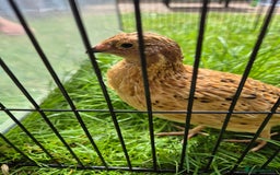 Quail poultry for sale: Male Quail for Sale - Image 4