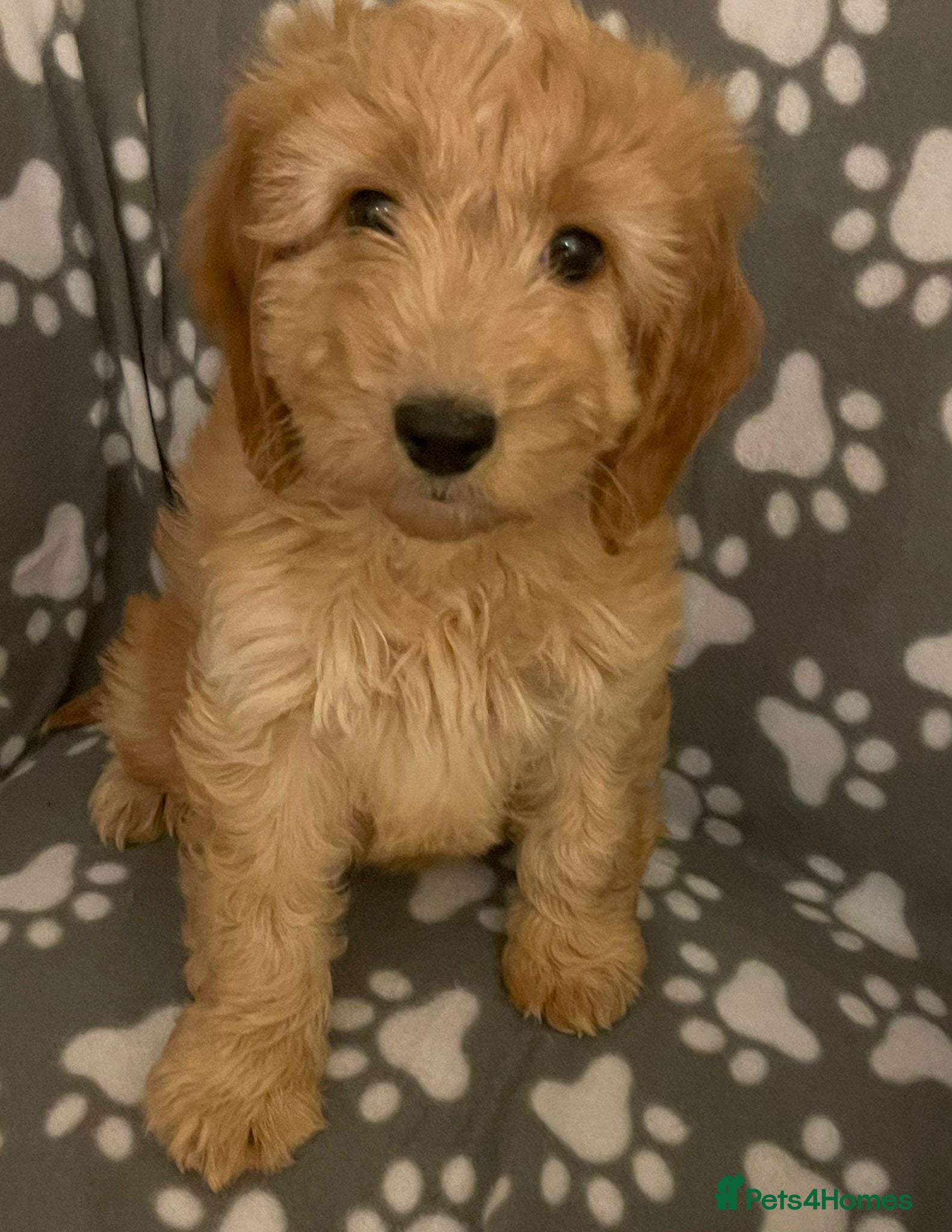 Cavapoo dogs Cavapoo puppie - Advert 15