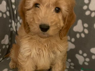 Cavapoo dogs Cavapoo puppie - Advert 3