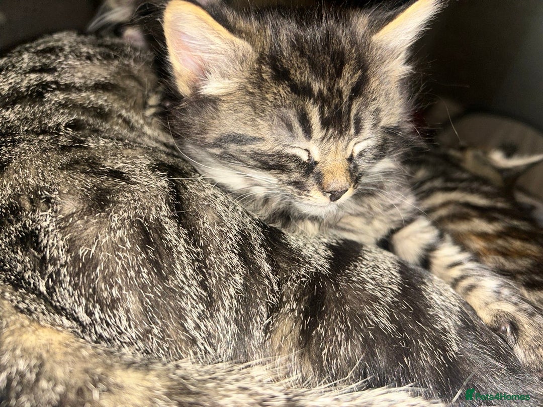 Bengal cats for sale: bengal x ragdoll kittens  - Image 6