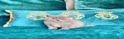 British Shorthair cats for sale: 🇬🇧👑🇬🇧💙British Shorthair😻💙Gccf chunky girls - Advert 17