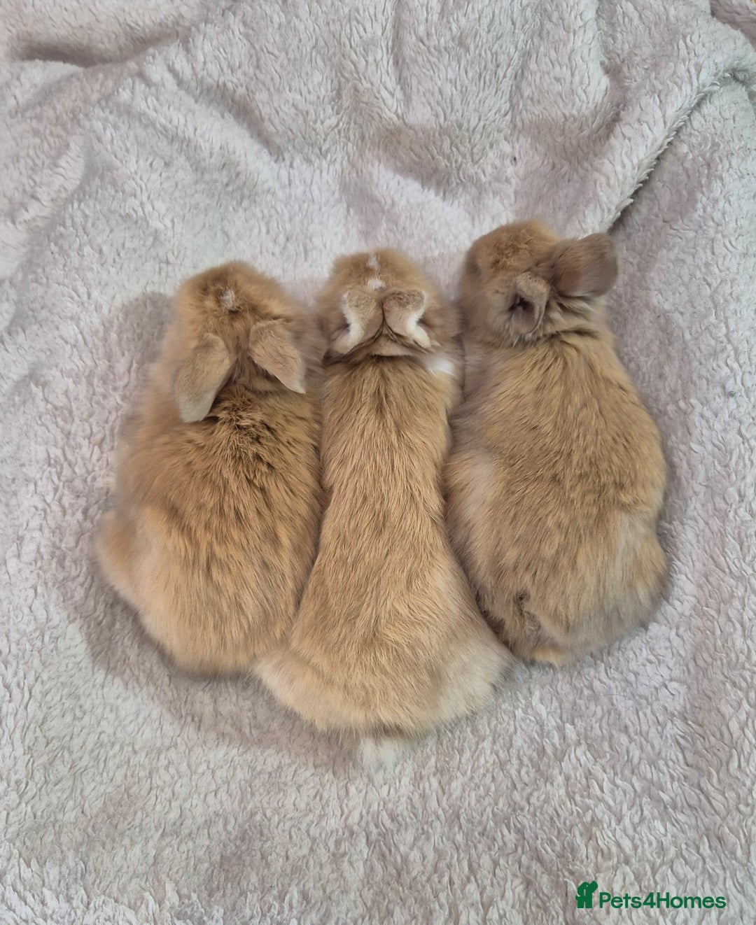 Angora rabbits for sale: Gorgeous Angora Rabbits,  Full (Maxi) faced - Advert 15