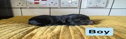 Cocker Spaniel dogs for sale: Cocker Spaniel puppies for sale - Advert 7