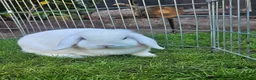 Mini Lop rabbits for sale: Snowy white mini lop female 2 years old - Advert 1