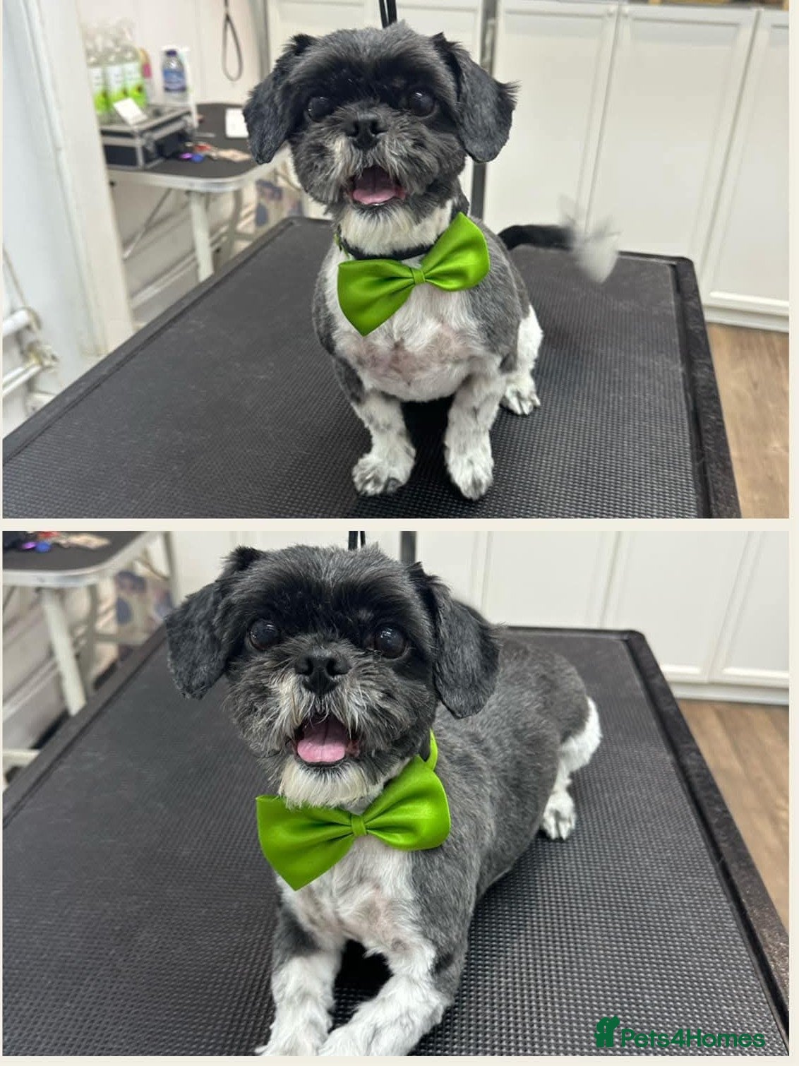 Shih Tzu dogs for sale: Shih Tzu Puppies From Small Imperial-Type Mum - Advert 5