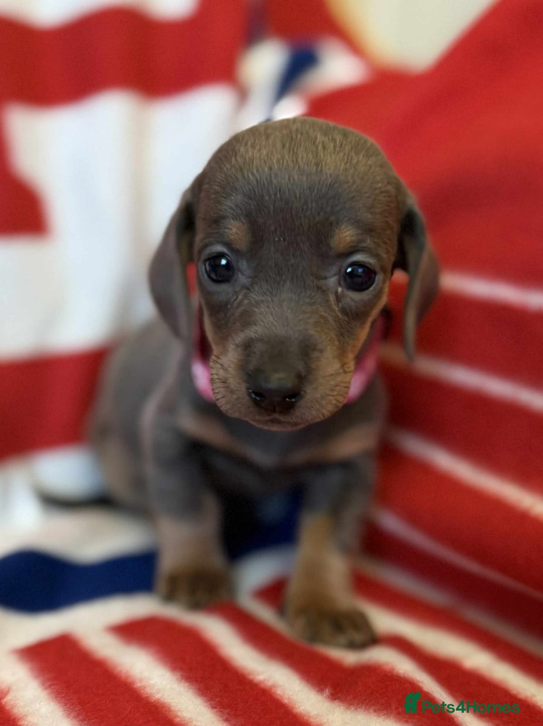 Dachshund dogs for sale: Beautiful Dachshund puppies - Advert 11