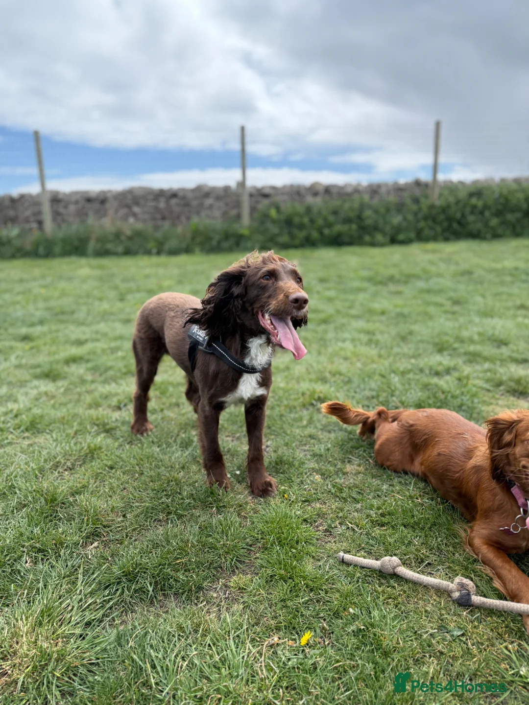 Cocker Spaniel dogs for sale: Cocker spaniel puppies  - Advert 14