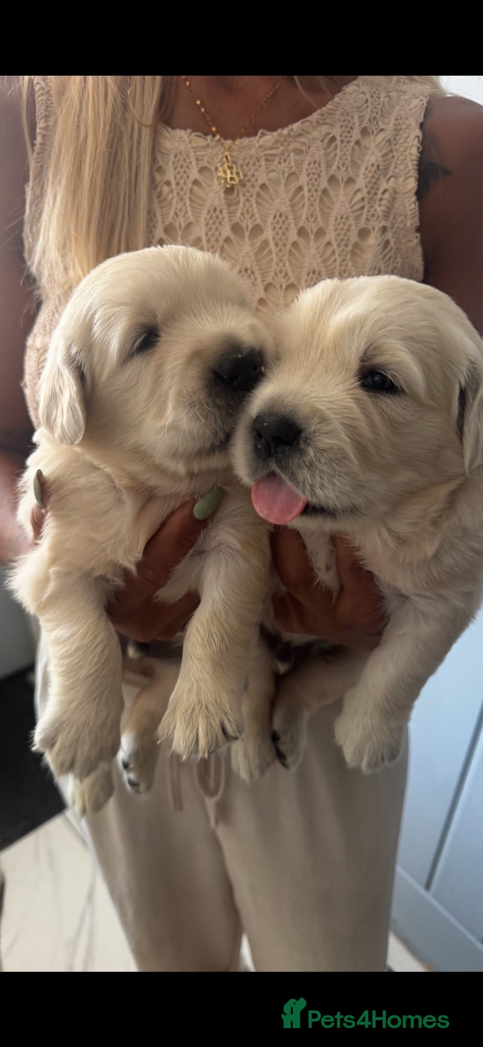 Golden Retriever dogs 9 exceptional Golden retriever  - Advert 2
