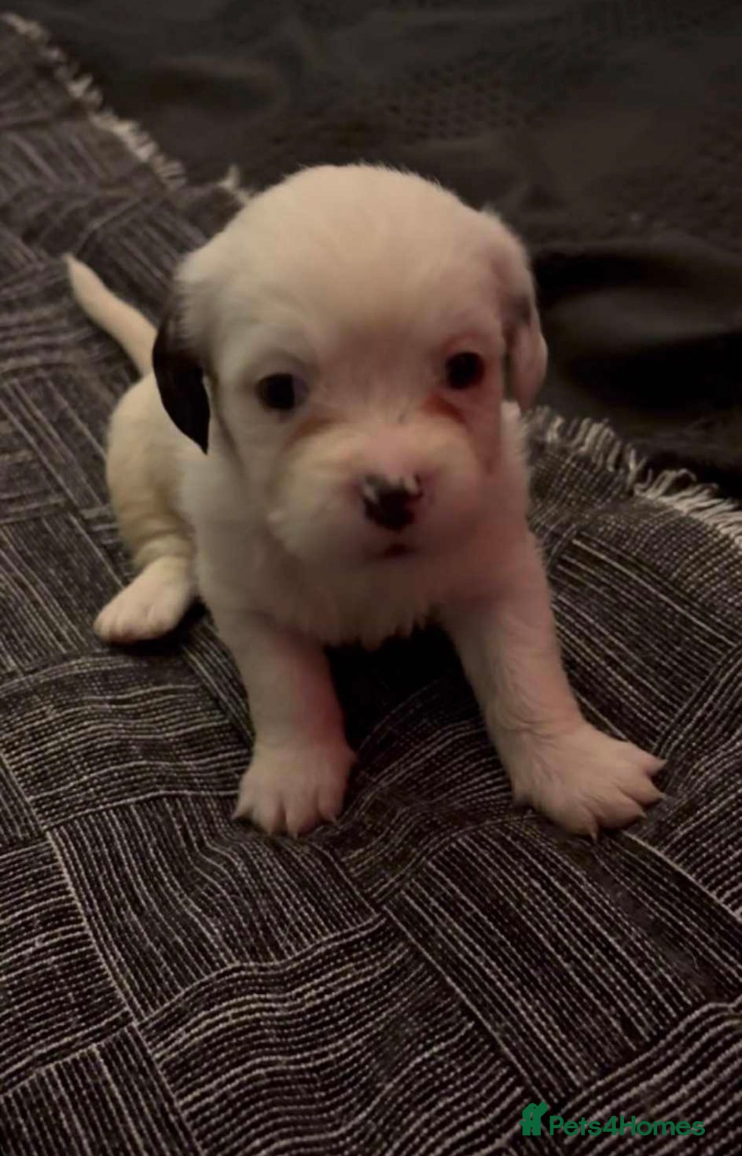 Mastiff dogs for sale: Mastiff puppies  - Image 6