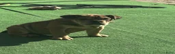 English Bulldog dogs for sale: 8 month old bulldog  - Advert 4