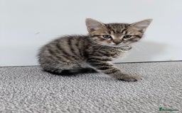Mixed Breed cats for sale: Beautiful litter of kittens  - Image 11
