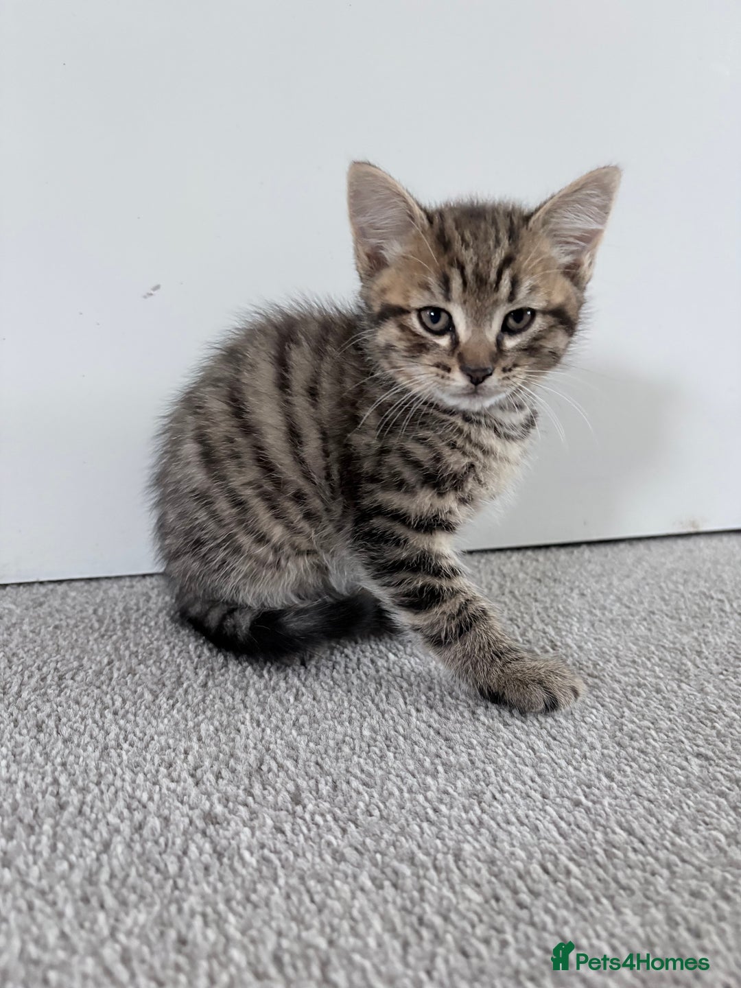 Mixed Breed cats for sale: Beautiful litter of kittens  - Image 11