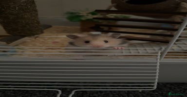 Hamster rodents - Advert 8