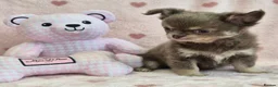 Chihuahua dogs for sale: AMAZING LONGCOAT CHIHUAHUA PUPPIES  - Advert 8