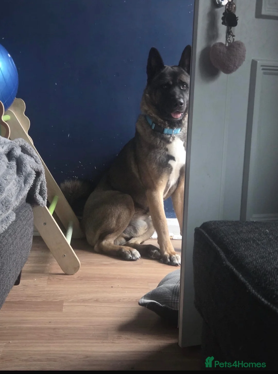 Akita dogs for sale:  2 year old Akita  - Advert 9