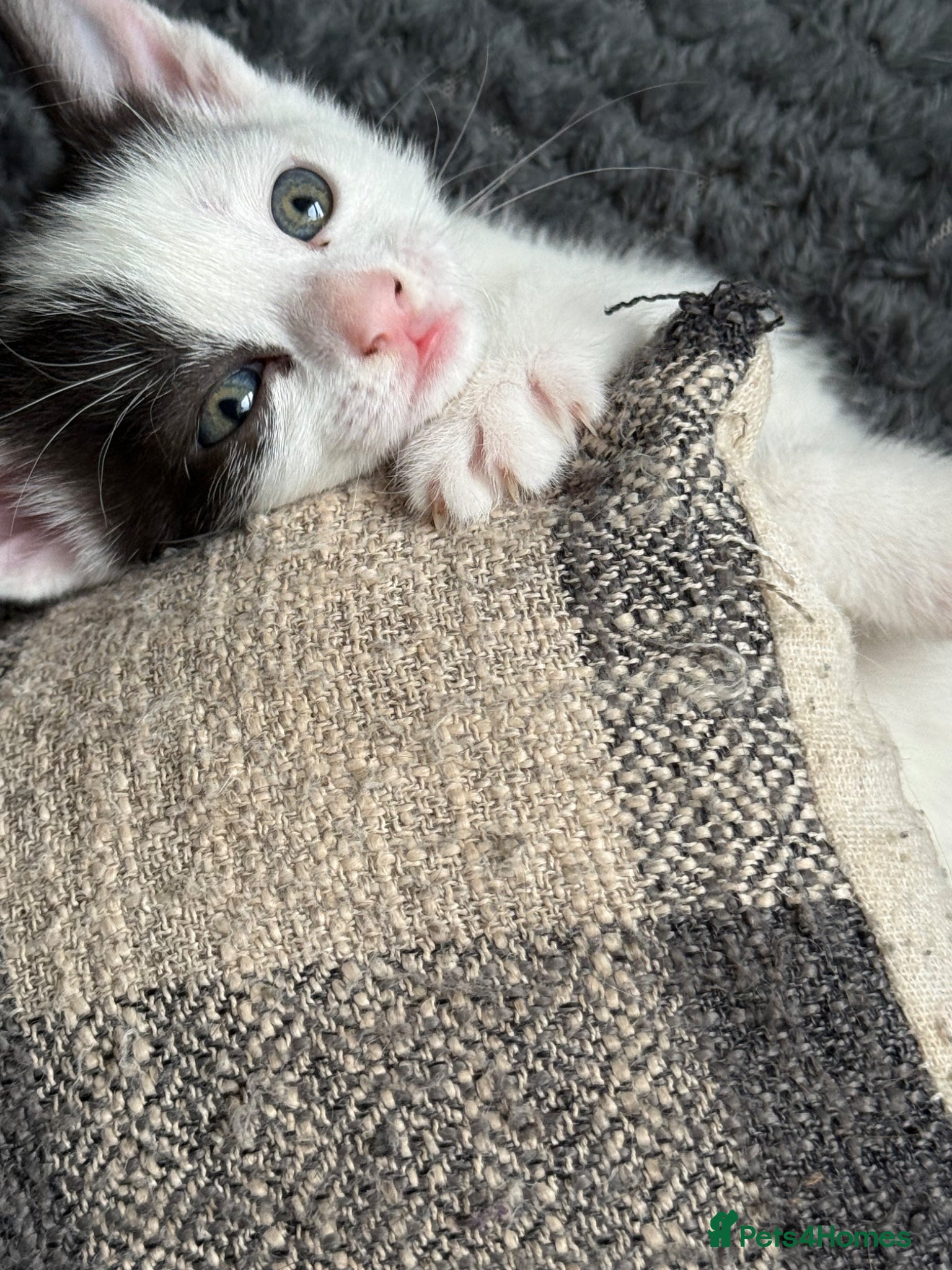 Mixed Breed cats Beautiful kittens  - Advert 5