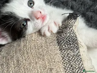 Mixed Breed cats Beautiful kittens - Advert 13