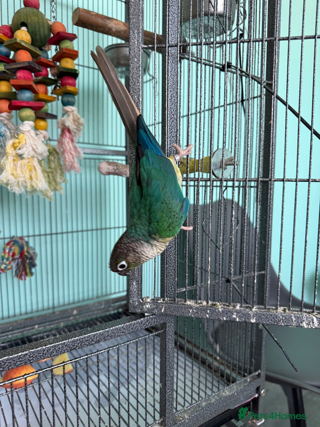 Conures birds for sale: Conures - Image 4