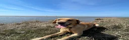 Labrador Retriever dogs for stud: Yellow Labrador Stud – 4th Gen Gun Dog Pedigree in Southport - Advert 6