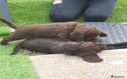 Cocker Spaniel dogs for sale: Working Cocker Spaniels  - Image 14