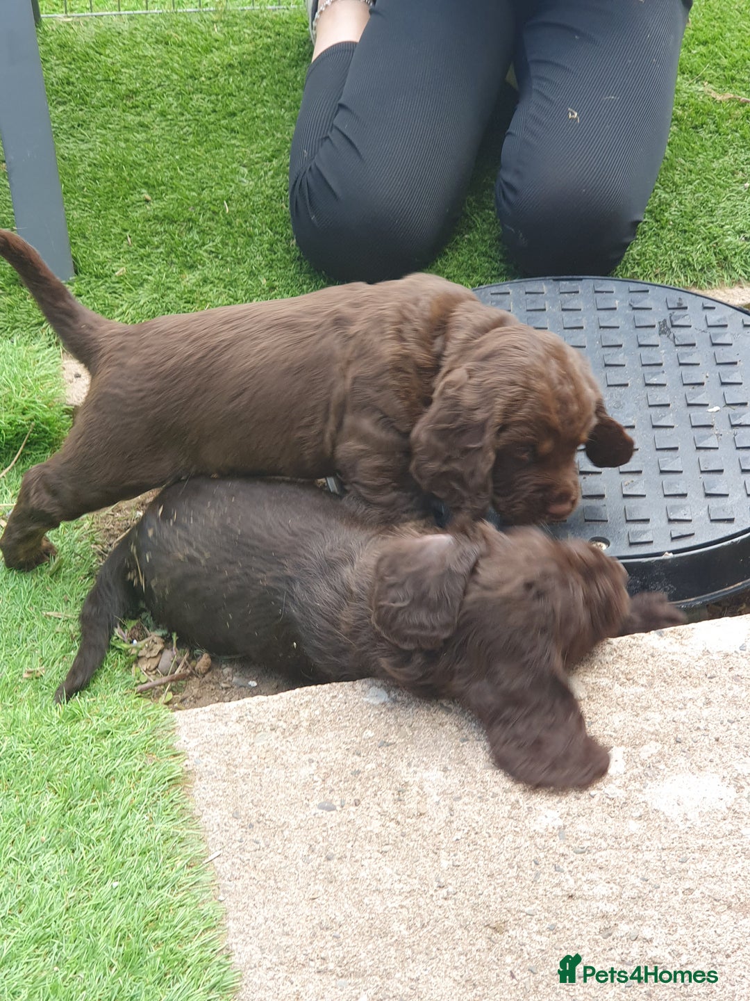 Cocker Spaniel dogs for sale: Working Cocker Spaniels  - Image 14
