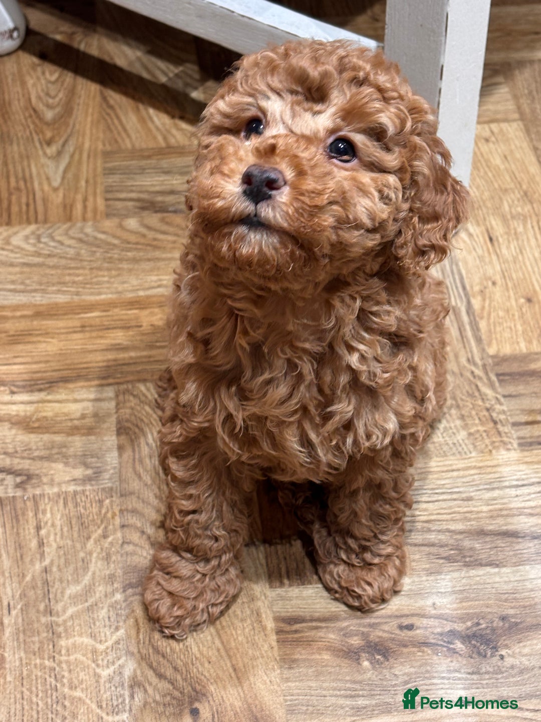 Mixed Breed dogs for sale: Smaller sized toy x mini poodle puppies  - Advert 3