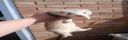 Ferret rodents for sale: 10 week old kits - Advert 14