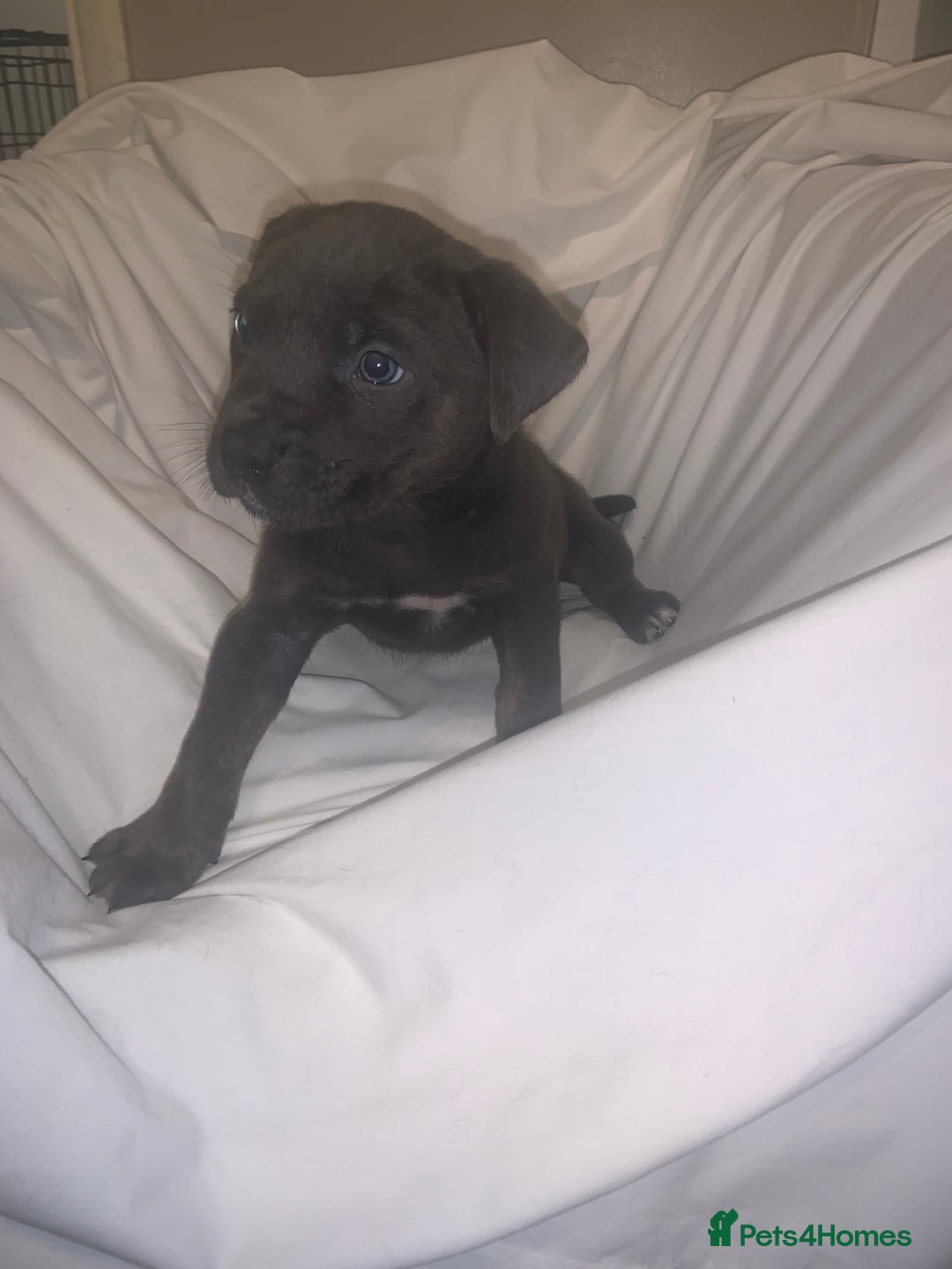 Mixed Breed dogs for sale: Rotti X puppies  - Advert 1
