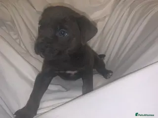 Mixed Breed dogs Rotti X puppies - Advert 14