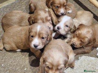 Cocker Spaniel dogs Golden working Cocker spaniels - Advert 18