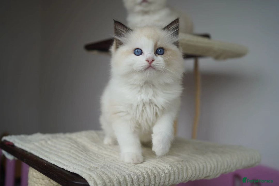 Ragdoll cats for sale: TICA register seal bicolor boy - Image 6