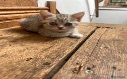 British Shorthair cats for sale:  Beautiful and gentle British shorthair kittens - Image 3
