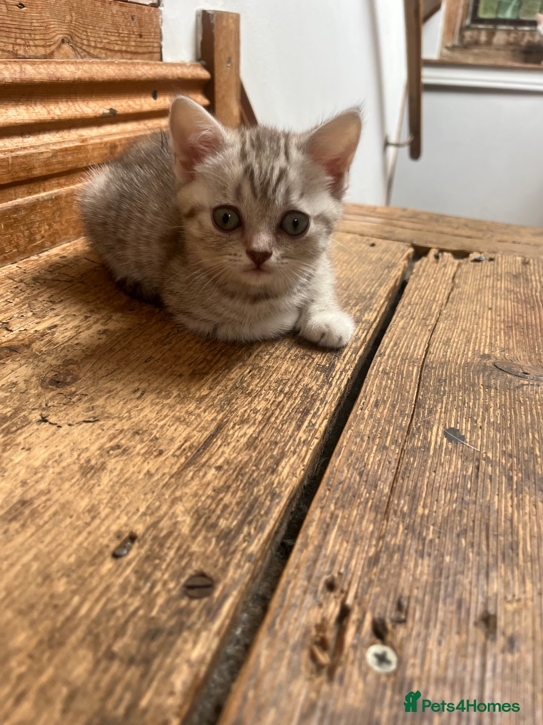 British Shorthair cats for sale:  Beautiful and gentle British shorthair kittens - Image 3