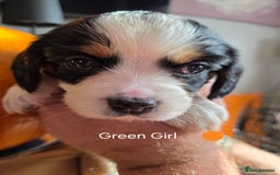 Cockalier dogs for sale: working cocker spaniel  - Image 16