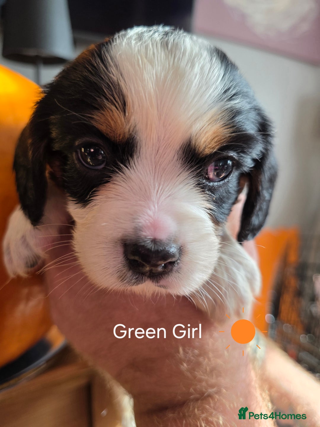 Cockalier dogs for sale: working cocker spaniel  - Image 16