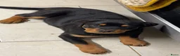 Rottweiler dogs for sale: Lovely Bubbly Rottie for sale  - Advert 5