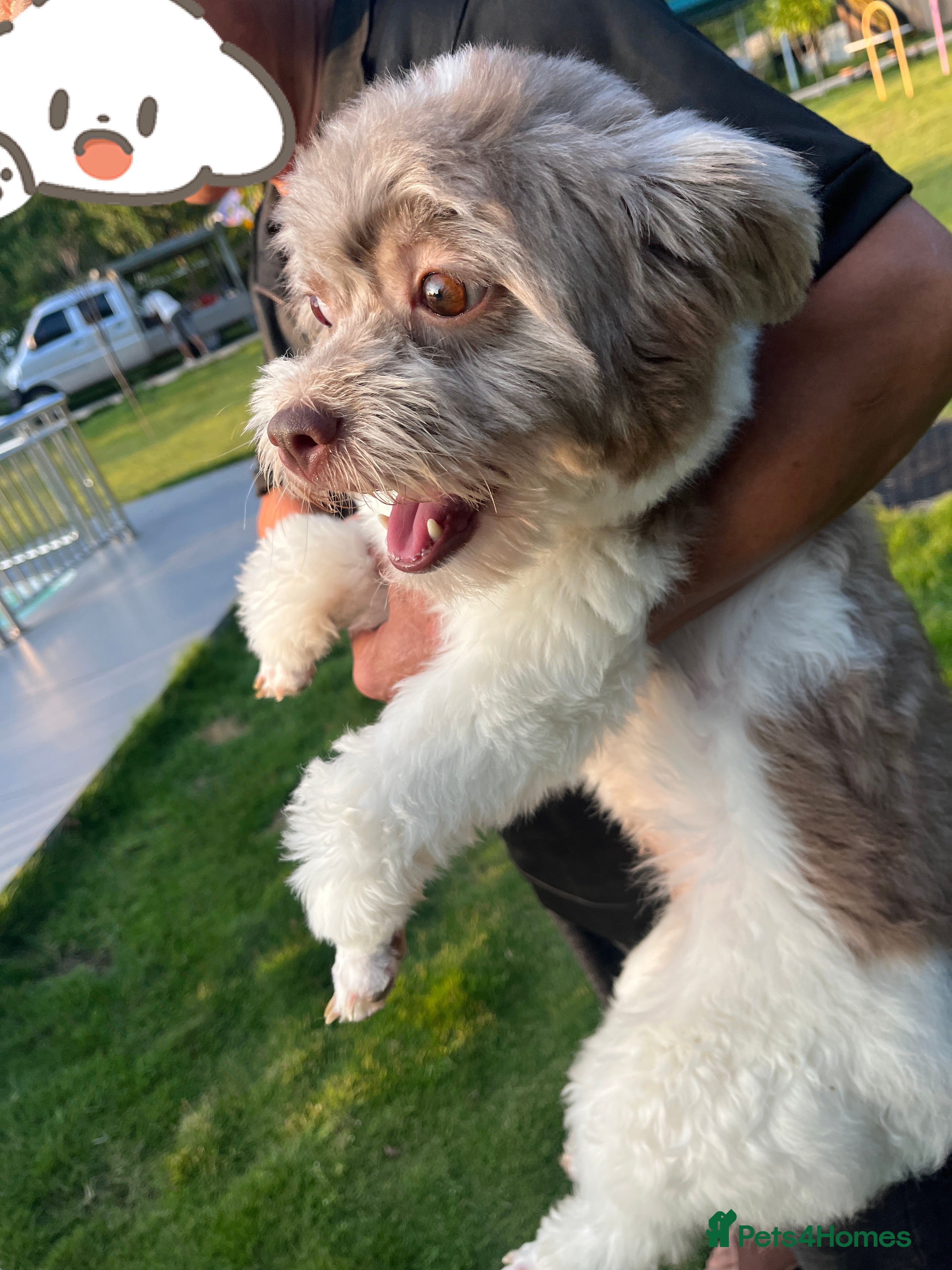 Shihpoo dogs Very cute Shihpoo - Advert 1