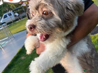 Shihpoo dogs Very cute Shihpoo - Advert 1