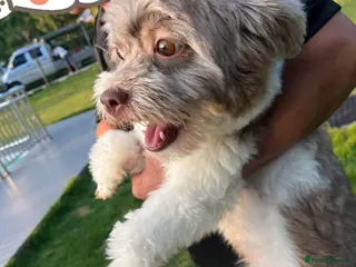 Shihpoo dogs Very cute Shihpoo - Advert 2