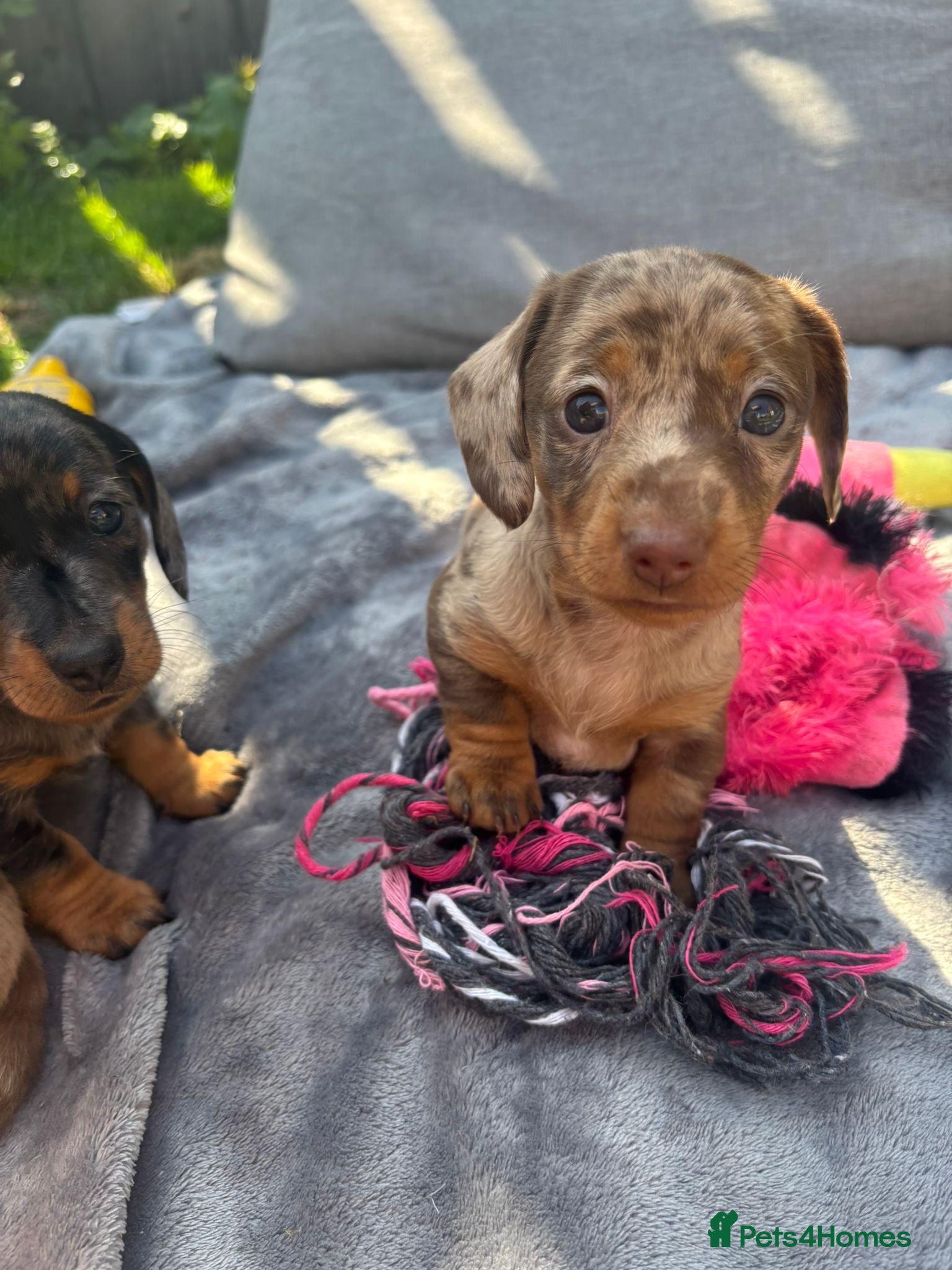 Dachshund dogs Beautiful dachshunds looking for forever home - Advert 3
