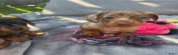Dachshund dogs for sale: Beautiful dachshunds looking for forever home - Advert 1