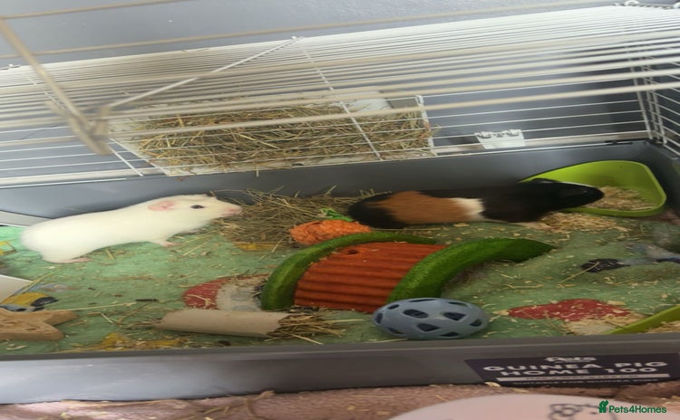 Guinea Pig rodents - Advert 4