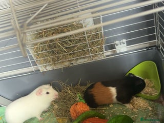 Guinea Pig rodents - Advert 1