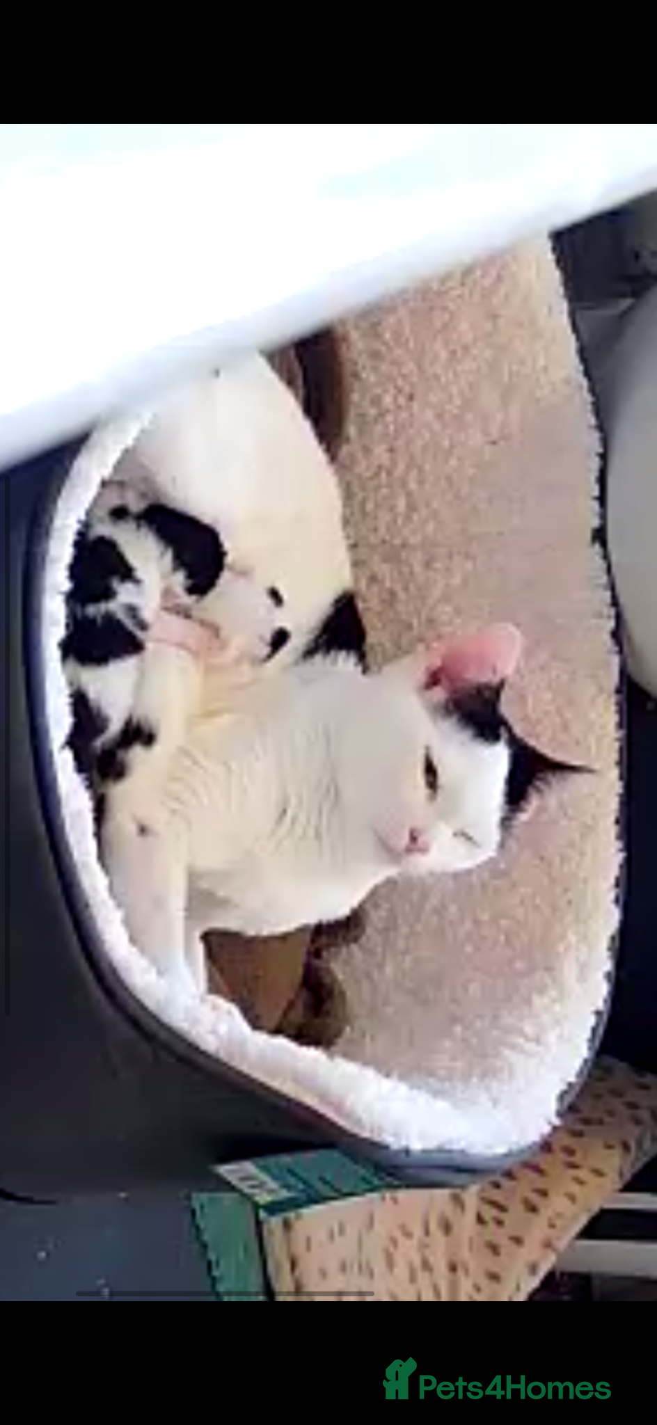 Mixed Breed cats for sale: Make and female kitten in Biggleswade - Advert 7