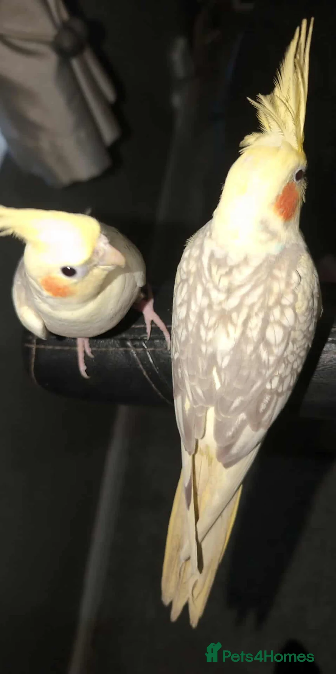 Cockatiels birds for sale: 2 twin brother cockatiels  - Advert 8